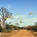 Die afrikanische Wanderheuschrecke fliegt in grossen Schwärmen.